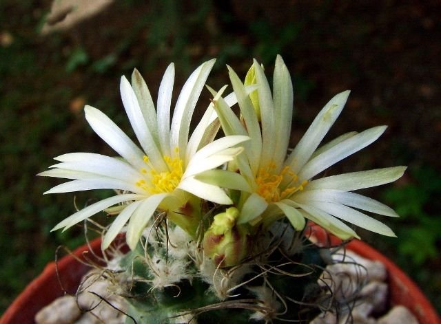 Turbinicarpus_ pseudomacrochele ssp.minimus _TSG9103_ 09